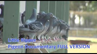 Little Ripper  Pigeon Racing Documentary [upl. by Ausoj]