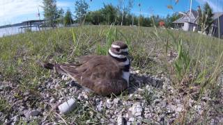 Killdeer Birds  Babies in the Nest [upl. by Nizam]