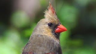 Female cardinal call  song  sounds [upl. by Paulette]