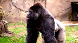 ROCKIE GOLD  Dicks out for Harambe RAP  POP SONG [upl. by Eniortna209]