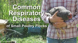 Common Respiratory Diseases of Small Poultry Flocks [upl. by Pierro257]