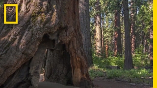 What Caused This Iconic Giant Sequoia Tree to Topple  National Geographic [upl. by Eahcim]