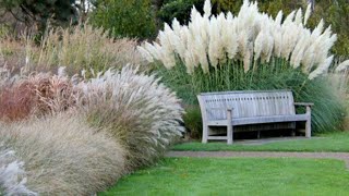 Ornamental grasses with types and varieties [upl. by Maxia]