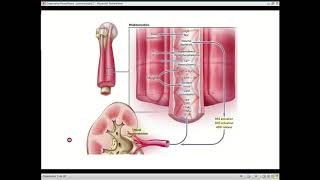 Rhabdomyolysis [upl. by Oicor]