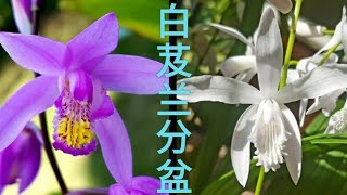 地生兰花，白芨兰分盆 Bletilla striata [upl. by Pollitt]