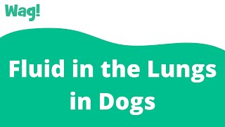 Fluid in the Lungs in Dogs  Wag [upl. by Nomyt]