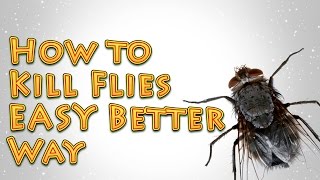 How to Kill Flies A Better EASY way [upl. by Nhguahs784]