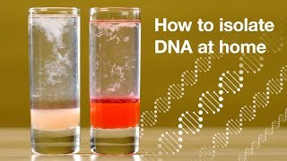 Home DNA extraction [upl. by Oirevas]