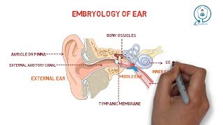 Embryology of ear  development [upl. by Ardnuasal853]