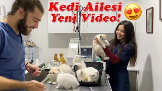 YENÄ° KEDÄ° AÄ°LESÄ° VÄ°DEOSUðŸ˜ KAYIP KISIM Anne Kedi Baba Kedi ve Bebek KedilerðŸ¥° [upl. by Hubie]