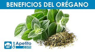 8 Propiedades y Beneficios del Orégano  QueApetito [upl. by Berkly]