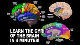 Meninges of the Brain  3D Anatomy Tutorial [upl. by Atnomed]