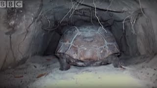 Attenborough The Wonders of Tortoise Tunnel  BBC [upl. by Rains]