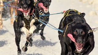 Sprint sled dog race through Anchorage [upl. by Nylarahs]