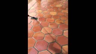 How to Apply Topcoat Sealer To Mexican Saltillo Tiles  Terracotta Floor Tile Sealer Application [upl. by Ultann836]