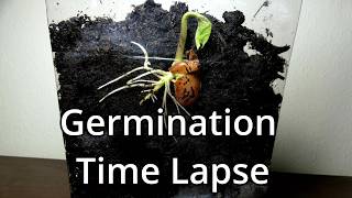 Germination Of A Seed Time Lapse [upl. by Alexi]