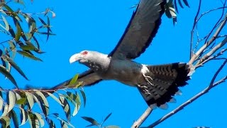 Channelbilled Cuckoo  Big bird big voice [upl. by Hgieloj]