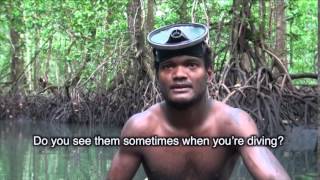 Solomon Islands living with mangroves [upl. by Rozalin458]