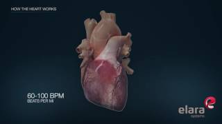 Heart in 3D Animation How the Heart Works [upl. by Gustaf]