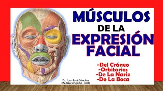 🥇 MÚSCULOS de la EXPRESIÓN FACIAL y del CRÁNEO [upl. by Eiramanig642]