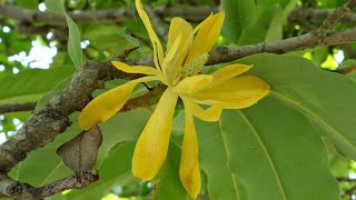 Care of Son Champa  Magnolia Champaca Plant  Hown to Grow and Care Magnolia Champaca Son Champa [upl. by Kciderf]