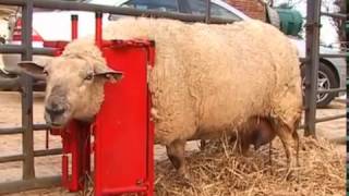 Calf amp Sheep Staller  Sheep Video [upl. by Trici]