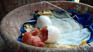 PIGEON EGG HATCHING [upl. by Atis]