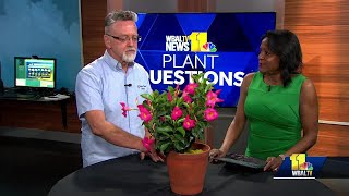 Plant Questions Protecting hostas from deer [upl. by Squires]