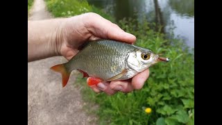 Micro Jigging How to Catch Everything in The Canal [upl. by Jenny]