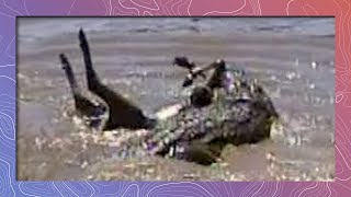 Crocodile Grabs Wildebeest  Zebras Get Lucky [upl. by Nikolai]