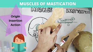 know muscles of mastication fast and easy [upl. by Holtorf]