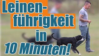 Der Trainereffekt  Leinenführigkeit in 10 Minuten [upl. by Noiram]