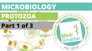 Protozoa  Microbiology  USMLE STEP 1  Part 1 of 3 [upl. by Meijer]