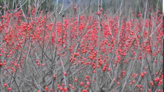 Locations for planting Winterberry Holly Shrubs [upl. by Patricio697]