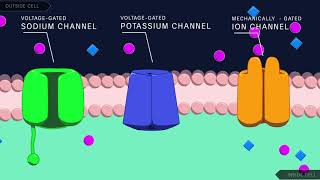 Action Potential in the Neuron [upl. by Aihsetal720]