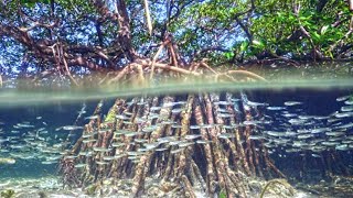 Marine Life in The Mangroves Coast [upl. by Landan317]