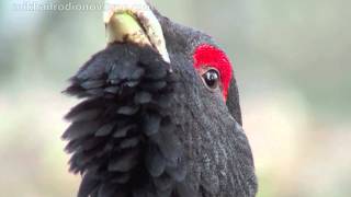 capercaillie [upl. by Akener840]