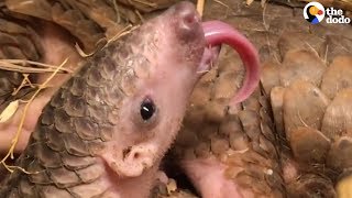 Pangolins Are Weirdly Amazing  The Dodo [upl. by Nayab]