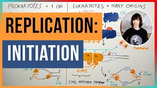 Initiation of DNA Replication [upl. by Arthur87]