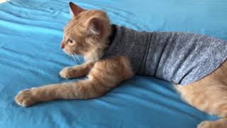 DIY SUÉTER PARA GATOS FÁCIL CON ROPA VIEJA [upl. by Cira]