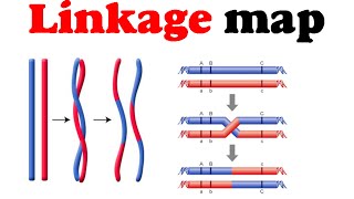 Linkage map  gene mapping [upl. by Akerley]