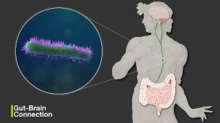 The GutBrain Connection [upl. by Anerak41]