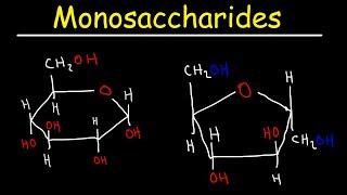 Monosaccharides  Glucose Fructose Galactose amp Ribose  Carbohydrates [upl. by Acsecnarf]