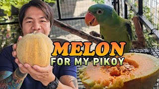 Melon para sa mga Pikoy [upl. by Natika]