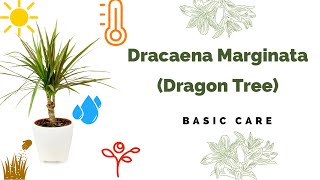 Dracaena Marginata Basic Care Madagascar dragon tree [upl. by Barbaresi620]