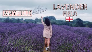 MAYFIELD LAVENDER FIELDFARM🏴󠁧󠁢󠁥󠁮󠁧󠁿 [upl. by Niloc966]