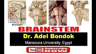 Brainstem Dr Adel Bondok [upl. by Godfrey358]