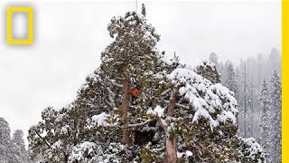 Super Trees Climbing a Giant Sequoia  Nat Geo Live [upl. by Alodie755]