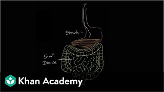 What is gastroenteritis  Gastrointestinal system diseases  NCLEXRN  Khan Academy [upl. by Casey]