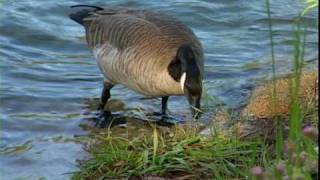 Canada Geese  National Park Animals for Kids [upl. by Emee]